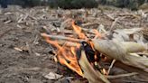'El 34.7% de los incendios forestales son provocados', asegura Sader