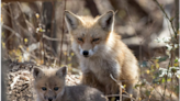 It’s baby fox season in NC. Here’s how to safely coexist with them (and mom)