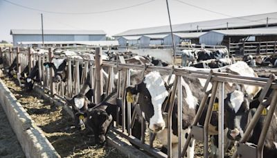 Bird flu has infected Idaho dairy farms. Is the state prepared for an outbreak?