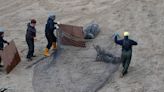 Seal has plastic ring removed from its neck after six years of tracking