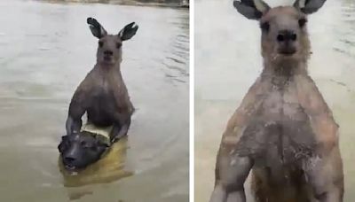 Viral video: Man fights off 'absolutely jacked' kangaroo trying to drown his pet dog in river