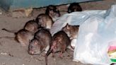 New York City seeing uptick in rat urine illness