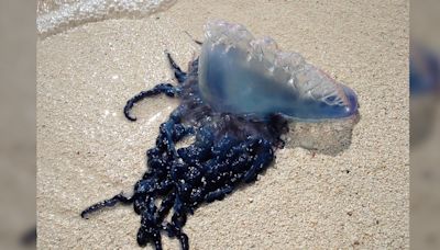 Beachgoers asked to look out for Portuguese man o’ wars | Fox Wilmington WSFX-TV