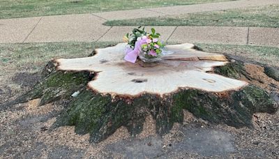 Police identify woman killed by falling tree branch in DC park