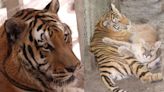 From motel rescue to cherished resident, McCarthy Sanctuary remembers Slammer the tiger