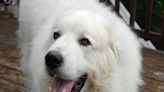 Great Pyrenees Puppy’s Reaction to a Blueberry Is Too Cute To Resist