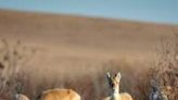 Mongolian gazelles are among the species threatened by ever-growing herds grazing in their traditional habitats