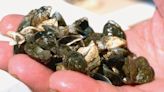 More zebra mussels found in Manitoba, this time in a popular reservoir