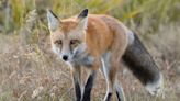 Mother Restrains Rabid Fox That Bit Her 4-Year-Old Child, Police Say
