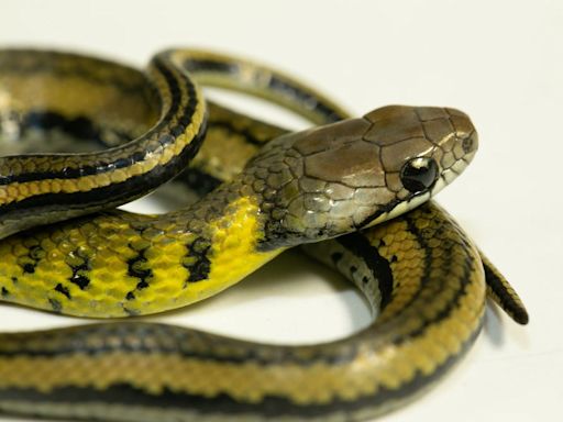 ‘Erythrolamprus darwinnunezi’, la nueva especie de serpiente descubierta en las laderas amazónicas de los Andes en Ecuador