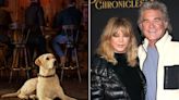 Goldie Hawn Reveals Her Labrador Retriever Starred in Budweiser's 2024 Super Bowl Commercial