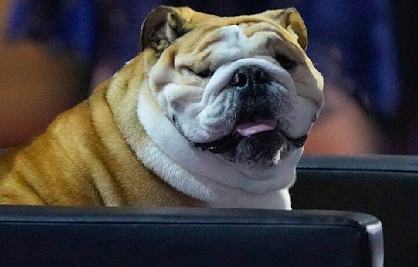 Meet Babydog, the chonky English bulldog who stole the show at the RNC