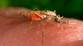 Mosquito borne virus detected in Saginaw County