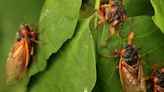 Cicada maps for Illinois show where periodical broods will swarm in 2024