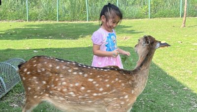 放電小孩！「阿里山下」親子景點 親密互動梅花鹿、水泥DIY│TVBS新聞網