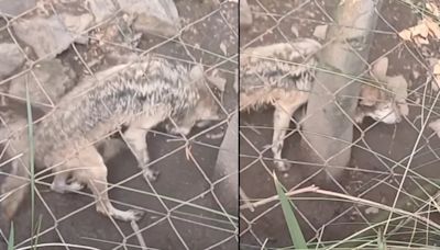 Denuncian al Zoológico de Chapultepec por presuntamente “dejar morir” a loba mexicana; Sedema aclara su condición