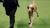 Country Star Tim McGraw’s Pooch Won Best in Breed at the Westminster Dog Show