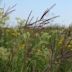 Tallgrass prairie