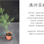 心栽花坊-澳洲茶樹/3吋/香料/香草/藥用/食用植物/售價50特價40