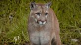 Mountain lion seen prowling in SLO neighborhood is trapped and relocated