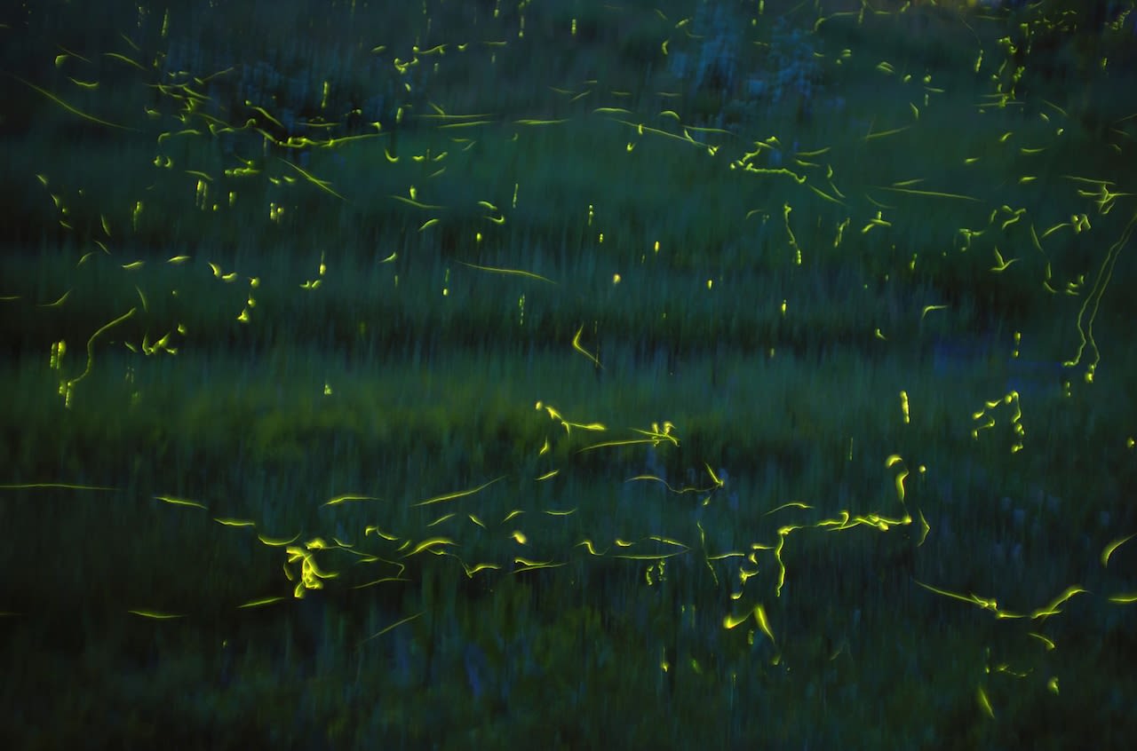 Are we seeing more fireflies? Worrisome trends that threaten lightning bugs.