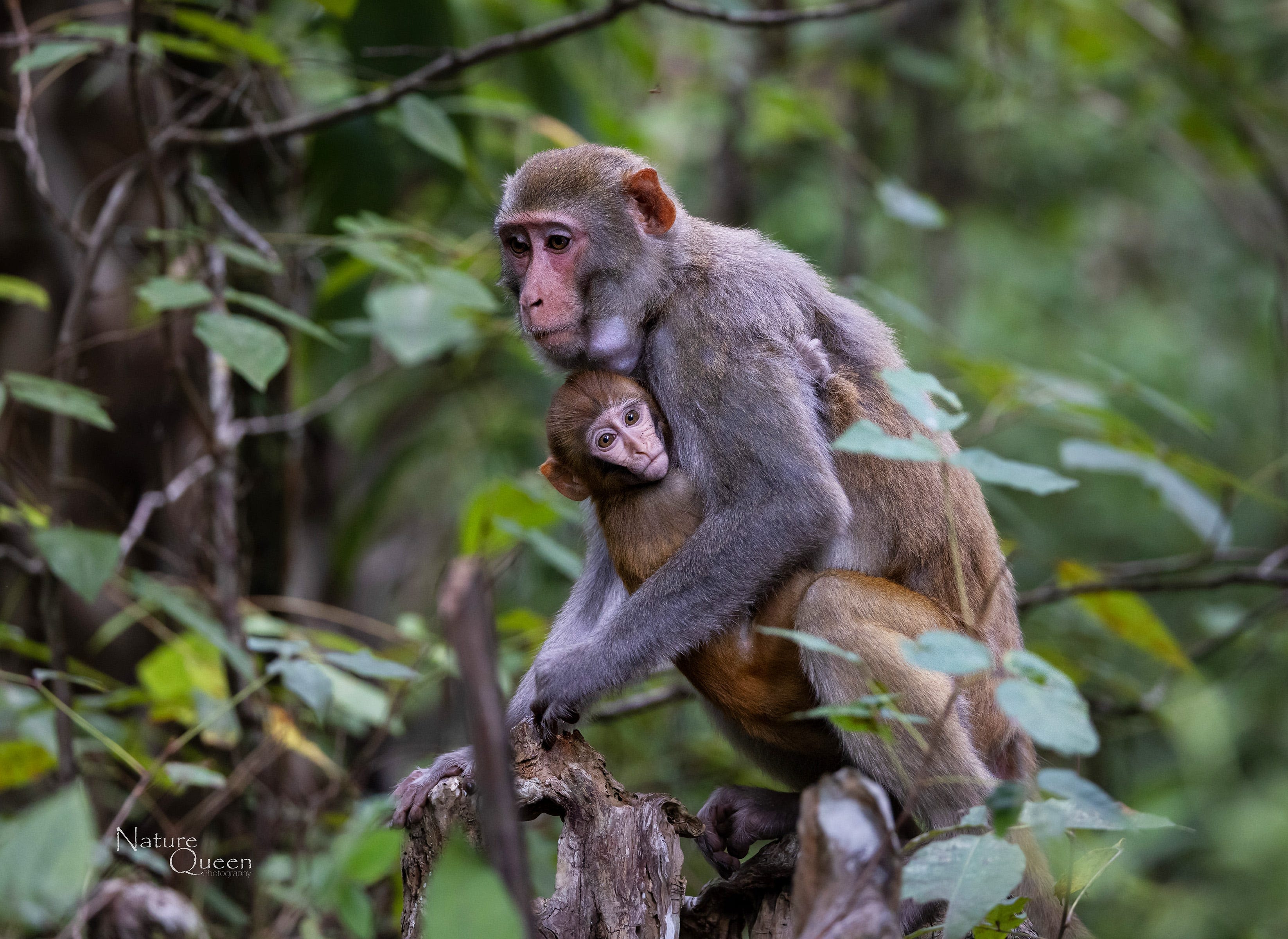 Are there monkeys in Florida? Videos show sightings in this part of the state