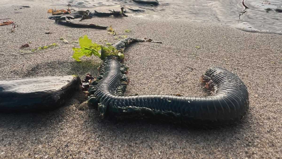 Watch out on the beach: Sandworms are breeding in Maine