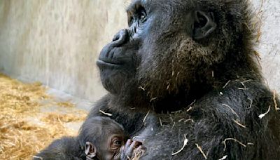 Meet Motema: The Detroit Zoo’s historic baby gorilla