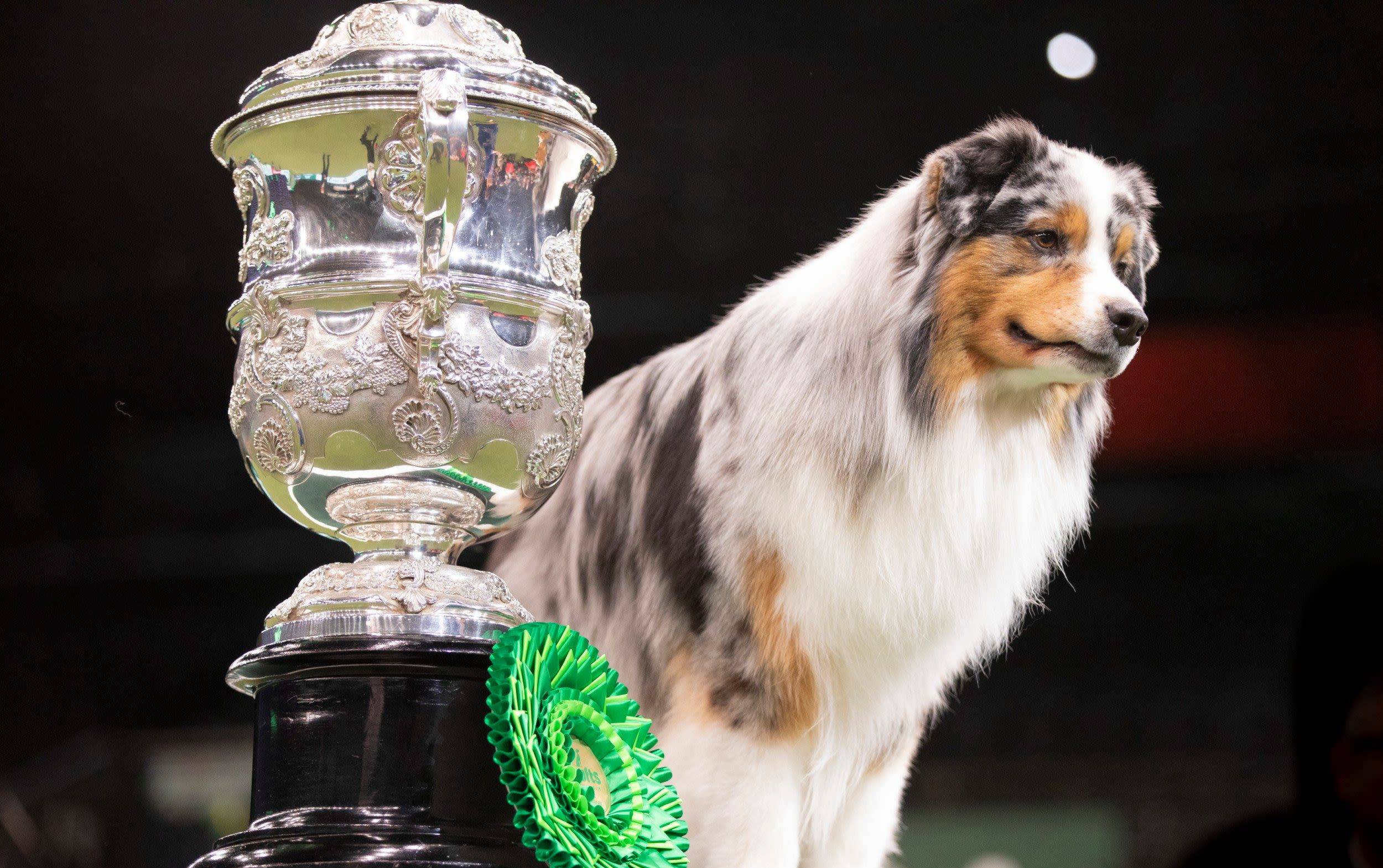 Crufts in crisis as botched tech upgrade prompts Kennel Club to sack staff