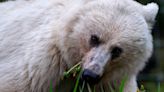 Mourning loss of beloved blond bear, wildlife advocates want more protection for the animals