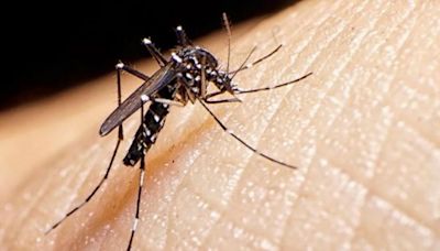 ¿Qué pasa con la temperatura? Así impacta el frío en los mosquitos aedes aegypti