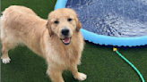 Alex Found the Best Dog Splash Pad to Keep Pups Cool This Summer