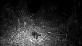 Team led by Oxford biologist discovers long-lost mammal: See video of long-beaked echidna
