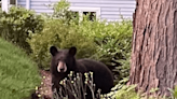 Bear sightings in Cold Spring - Mid Hudson News