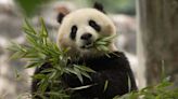 Reanudación de la ‘diplomacia del panda’ entre China y Estados Unidos
