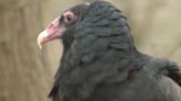 A warning for southwest Missouri cattle farmers: watch for black vultures