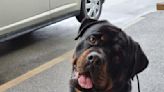 Rottweiler's Refusal to Get Out of Car in the Rain Is a Whole Mood