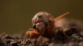 Video: 13-year cicadas start to emerge in Missouri