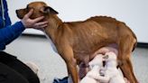 Some seized fighting dogs may lose legs, vets fear
