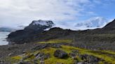 First map of vegetation across Antarctica reveals a battle for the continent’s changing landscape