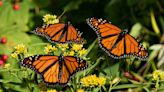 Answer Woman: Has something disrupted the Monarch butterfly migration in WNC?