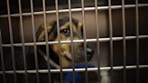 Madison County animal shelter in crisis due to hot temperatures