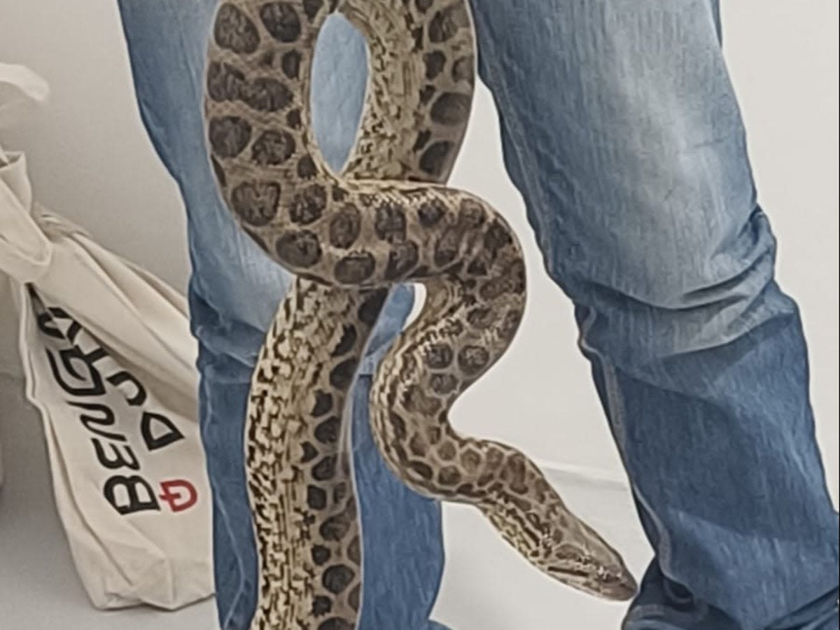 Ten anacondas rescued from man flying from Bangkok to Bengaluru with snakes in suitcase