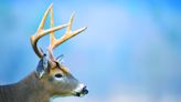 More chronic wasting disease cases recorded