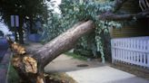 Portland Requires Homeowners Get Permits To Remove Trees Knocked on Their Homes by Winter Storm