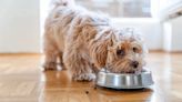 IAMS: Has the Dog Food Brand Issued a Recall in 2024?