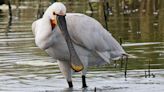 Spoonbills return to county after 360-year absence