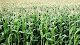 Bushels of losses can result if corn leaf disease isn't kept under control