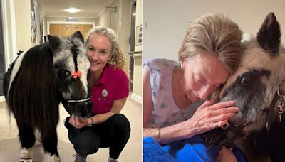 Mini Therapy Ponies Delight Elderly Residents with Surprise Visits to Retirement Homes and Hospitals (Exclusive)