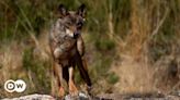 Spain: EU court rules against regional wolf hunting plan – DW – 07/29/2024